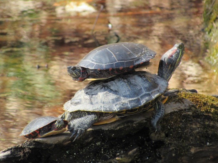Red-ear Slider/Midland Painted Turtle